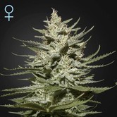 The Church CBD (Greenhouse Seeds) feminisiert