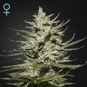 The Church CBD (Greenhouse Seeds) feminized