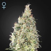 Great White Shark CBD (Greenhouse Seeds) feminisiert