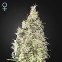 Great White Shark CBD (Greenhouse Seeds) feminized