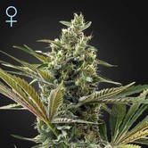 Super Lemon Haze Auto CBD (Greenhouse Seeds) feminisiert