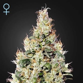 Exodus Cheese Auto CBD (Greenhouse Seeds) feminisiert