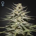 Super Lemon Haze CBD (Greenhouse Seeds) feminisiert