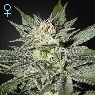 King's Kush CBD (Greenhouse Seeds) feminisiert