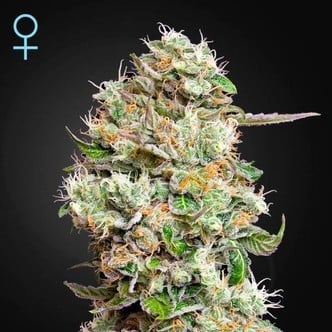 King's Kush Autoflowering CBD (Greenhouse Seeds) feminized