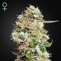 King's Kush Autoflowering CBD (Greenhouse Seeds) feminisiert