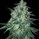 Jekyll Passion (Samsara Seeds) feminized