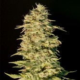 OG Lemon Bilbo (Genehtik Seeds) feminized