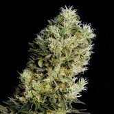 Amnesia Bilbo Auto (Genehtik Seeds) feminized