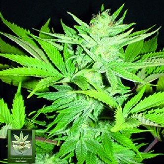 Homegrown Lowryder (Homegrown Fantaseeds) feminisiert