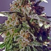 CBD+ Black Widow (Positronics) feminized