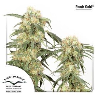 Pamir Gold (Dutch Passion) feminized