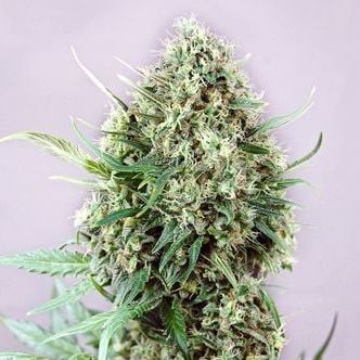 Jack Diesel Express (Positronics) feminized