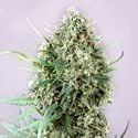 Jack Diesel Auto (Positronics) feminized