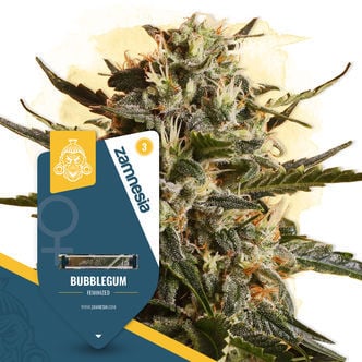 Bubblegum (Zamnesia Seeds) feminisiert