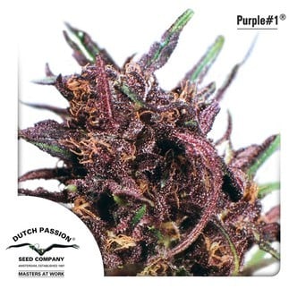 Purple 1 (Dutch Passion) feminisiert