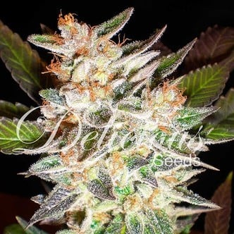 Delicious Candy Auto (Delicious Seeds) feminized