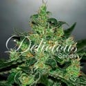 Critical Jack Herer Auto (Delicious Seeds) feminized