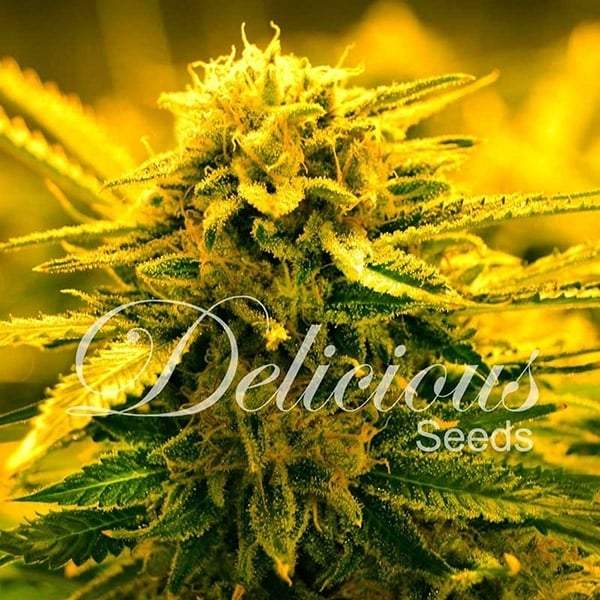 Auto Black Domina (1000Seeds)