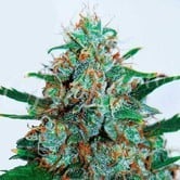 Critical Neville Haze Auto (Delicious Seeds) feminized