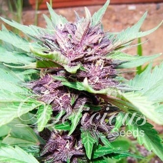 Auto Dark Purple (Delicious Seeds) feminisiert