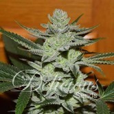 Desconocida Kush (Delicious Seeds) feminisiert