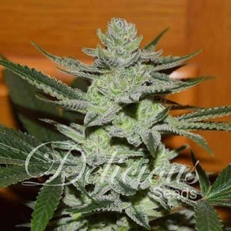 Desconocida Kush (Delicious Seeds) feminisiert