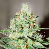 J&auml;gg Kush (Delicious Seeds) feminized