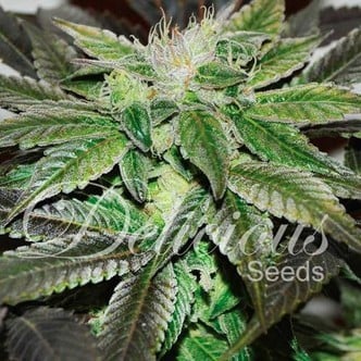Sugar Candy (Delicious Seeds) feminized