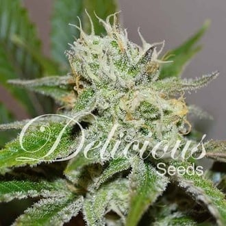 Original Juan Herer (Delicious Seeds) feminisiert