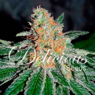 CBD Jam (Delicious Seeds) feminized