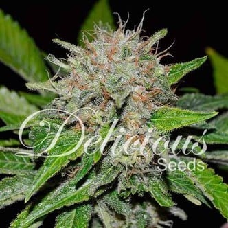 Deep Mandarin (Delicious Seeds) feminisiert