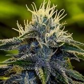 Afghan Express (Positronics) feminized