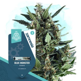 Blue Monster Automatic (Zamnesia Seeds) feminisiert