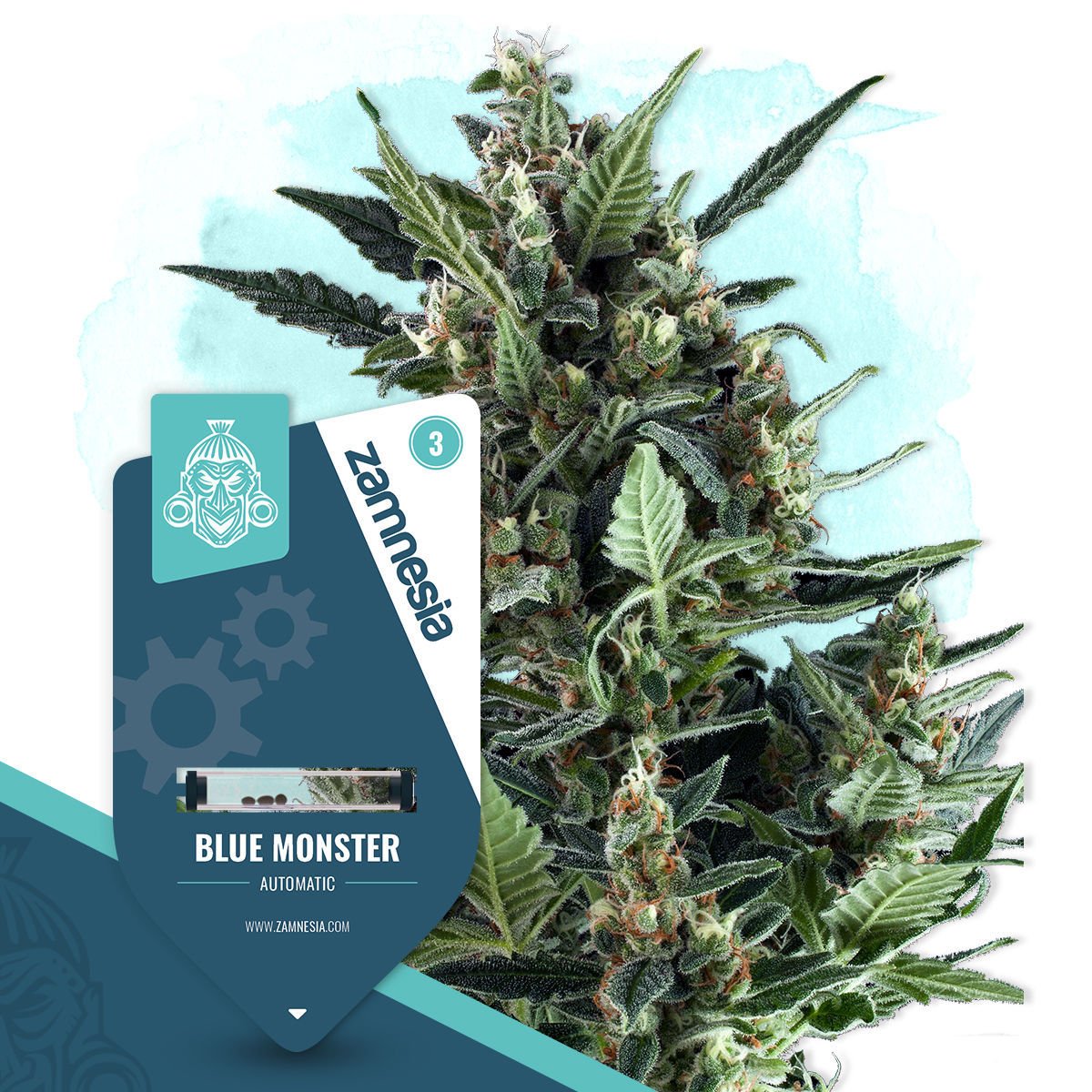 Blue Monster Autoflower | Zamnesia Seeds | Cannabis Seeds