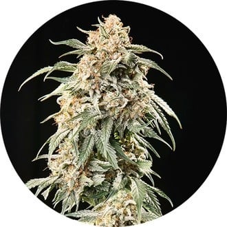 Big Auto Tao (Top Tao Seeds) regular