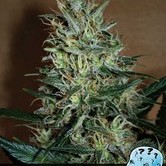 Amnesia Mistery (Positronics) feminized