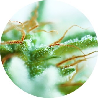 Early Sativa (Top Tao Seeds) regulär