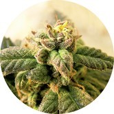 Early Top Tao (Top Tao Seeds) regular