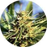 Super Auto Tao (Top Tao Seeds) regular