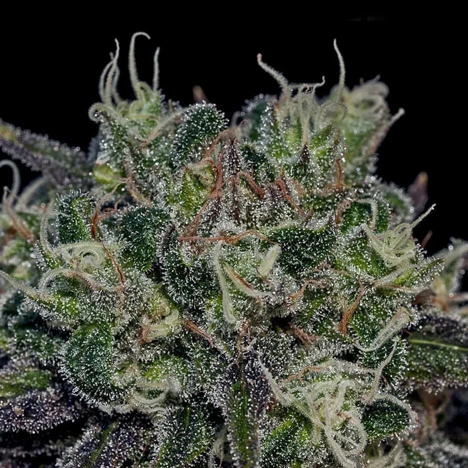 5 Alive Feminisiert (Seeds 66)