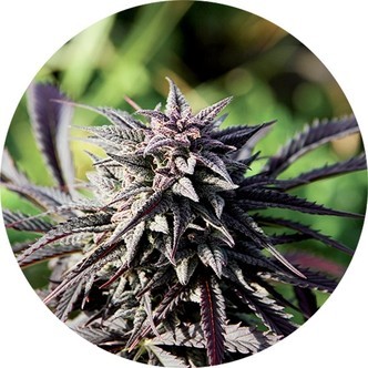 Tao Purple (Top Tao Seeds) regular