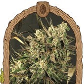 Exotic Colours (Exotic Seed) feminized