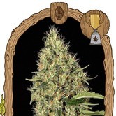 Gipsy Widow (Exotic Seed) Feminized