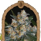 Lemon Candy (Exotic Seed) feminized