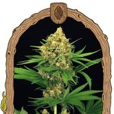 Tangerine Kush (Exotic Seed) feminized