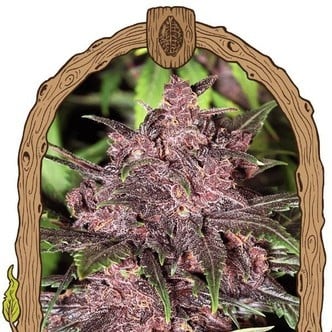 Black Haze (Exotic Seed) feminisiert