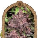 Black Haze (Exotic Seed) feminisiert