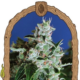 Sir Jack Auto (Exotic Seed) feminisiert