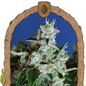 Sir Jack Auto (Exotic Seed) feminized